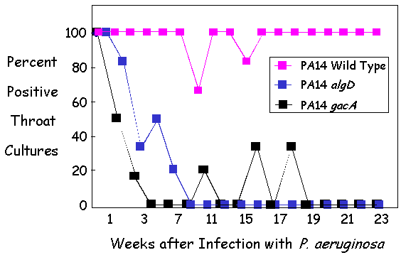 PA14 virulence factors are essential
  for oropharyngeal colonization of CF Mice.