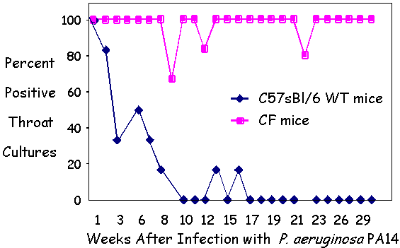 Chronic PA14 infection of the
  oropharynx of CF Mice.