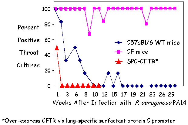 CFTR overexpression confers enhanced
  clearance of PA14 in CF Mice.