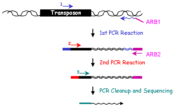 Arbitrary PCR Methodology: PCR
  Reaction 1 with primers 1 and ARB1 amplifies genomic DNA adjacent to the
  transposon.  PCR Reaction 2 with nested primer 2 and ARB2 specifically
  enriches for the desired products from PCR Reaction 1.  Products from PCR
  Reaction 2 are sequenced directly using primer 3.