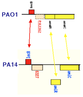 Validation of a "PA14-Specific" ORF by
  Proteomics.  In PAO1, the gene in between lecB and amiR is PA3362 (top), a
  gene annotated as a hypothetical protein.  In PA14, a different predicted
  ORF, 6327, lies between these two genes (bottom).  ORF 6327 does NOT have a
  homolog in PAO1, and is 53% identical (76% similar) to a conserved
  hypothetical protein found in Pseudomonas putita.  Preliminary proteomic
  analysis of PA14 has identified a peptide mapping to this ORF (but not to any
  other predicted ORF in PA14).